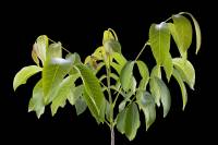 Noyer - rameau avec feuilles (Juglans regia) 
